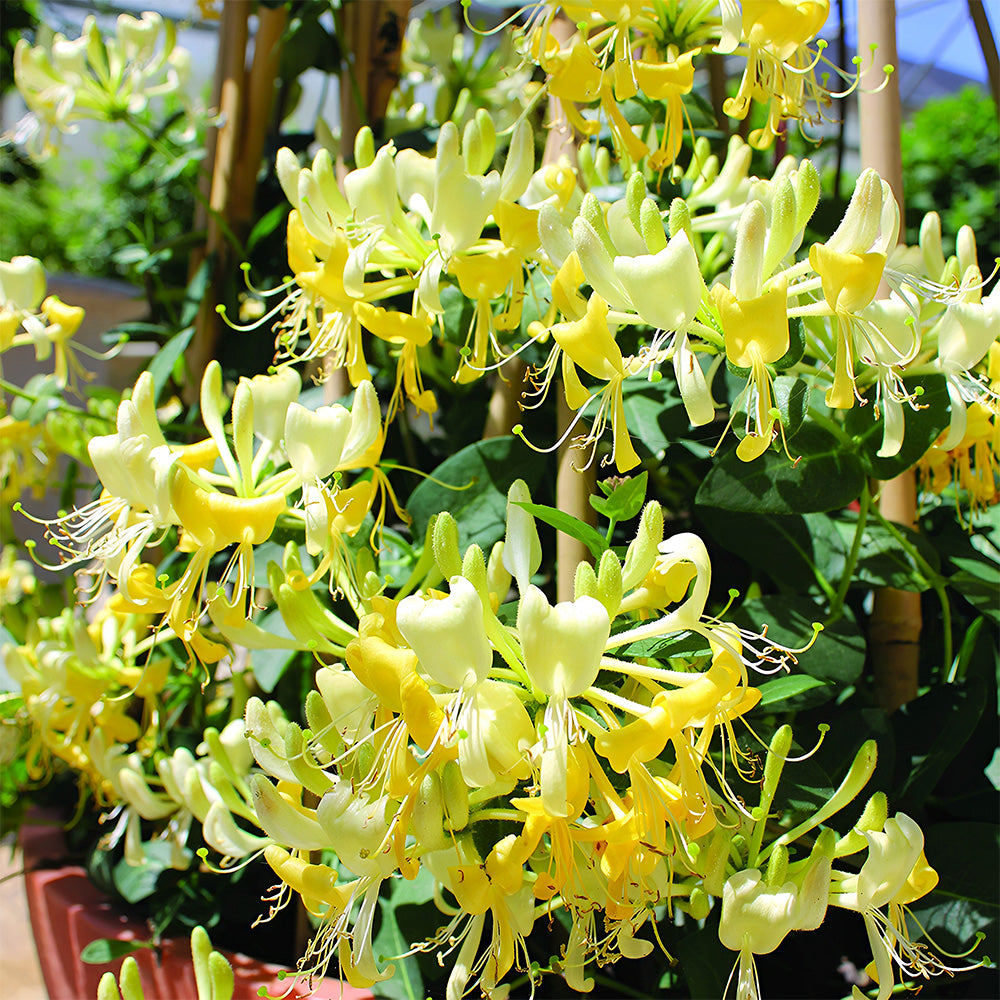Bellfarm® Chinese Honeysuckle Seeds