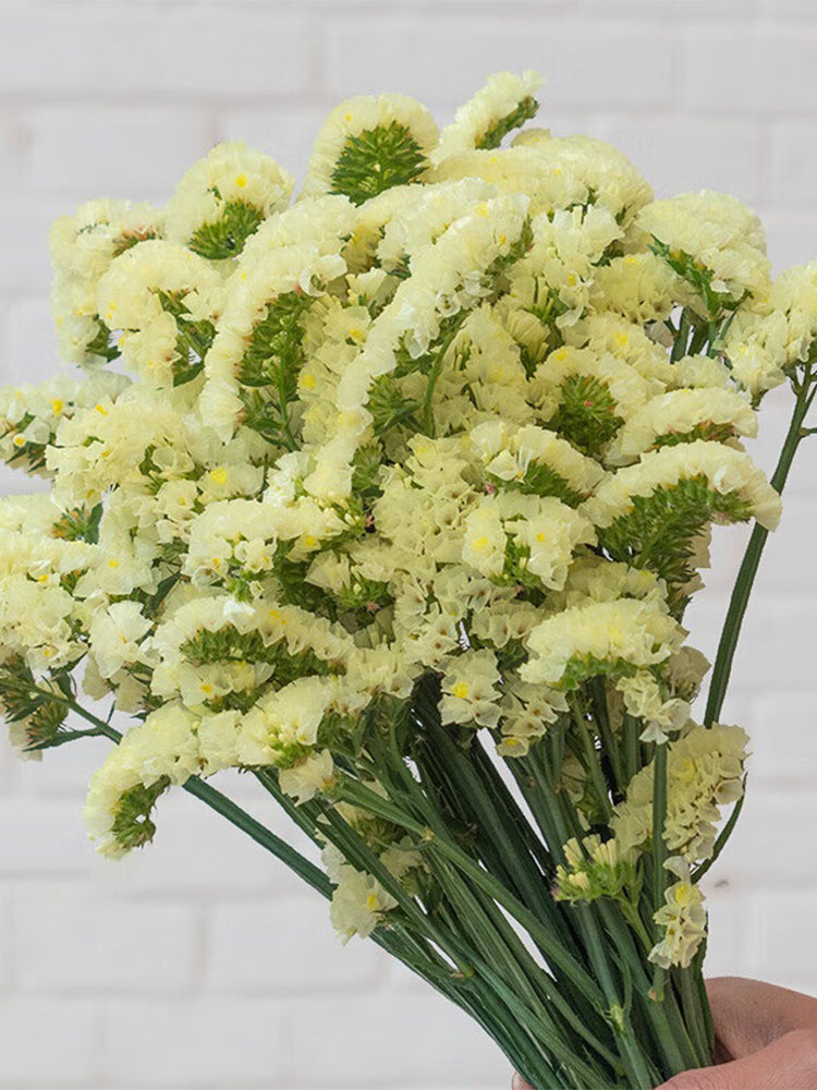 Yellow Wavyleaf Sea Lavender (Limonium sinuatum)