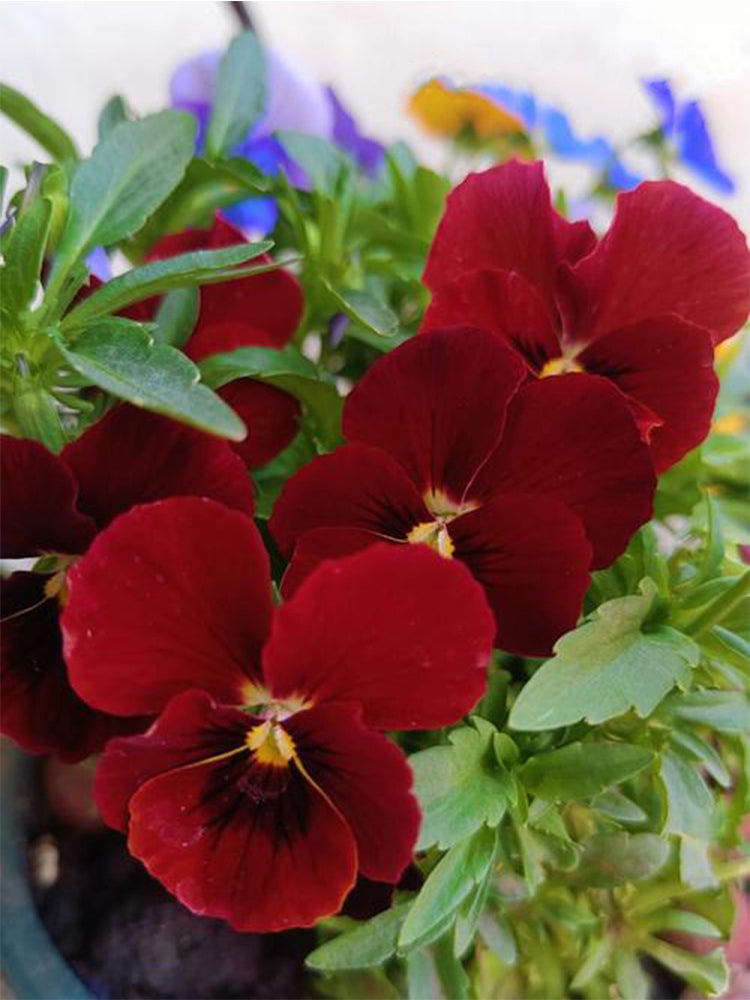 Super Bingo Series Red Pansy (Viola × wittrockiana)