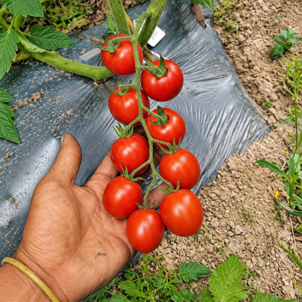 314 Cherry Vera F1 Tomato