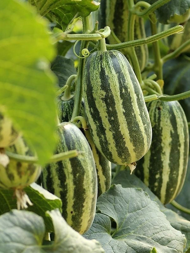 Feitian No.9 Hybrid Sweet Melons