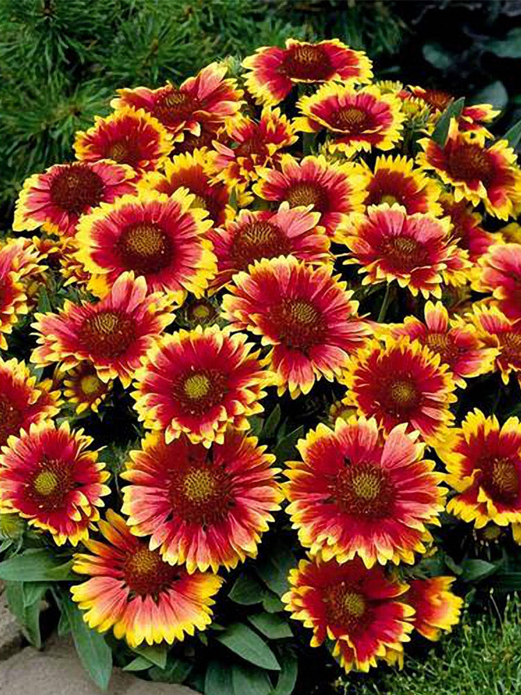 Blanket Flower (Gaillardia aristata)