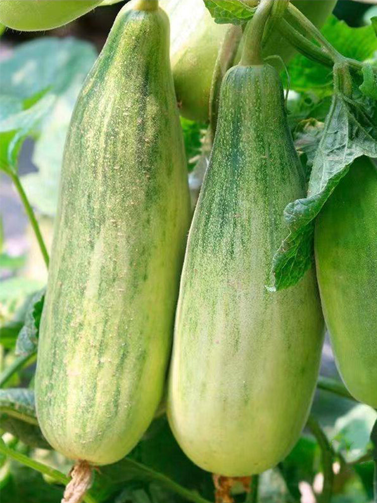 Horn-shaped Crispy Melon