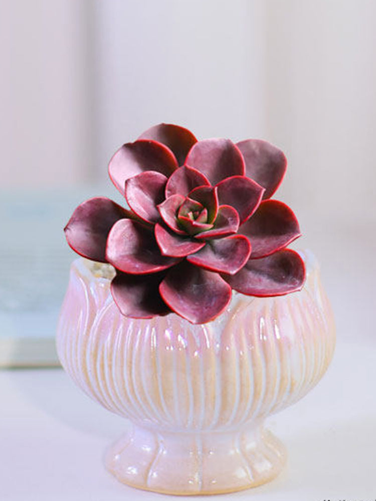 Echeveria 'Chocolate'