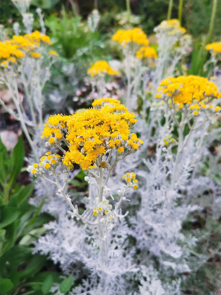 Silver Ragwort (Jacobaea maritima)