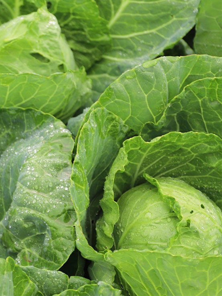 Green Treasure Cabbage