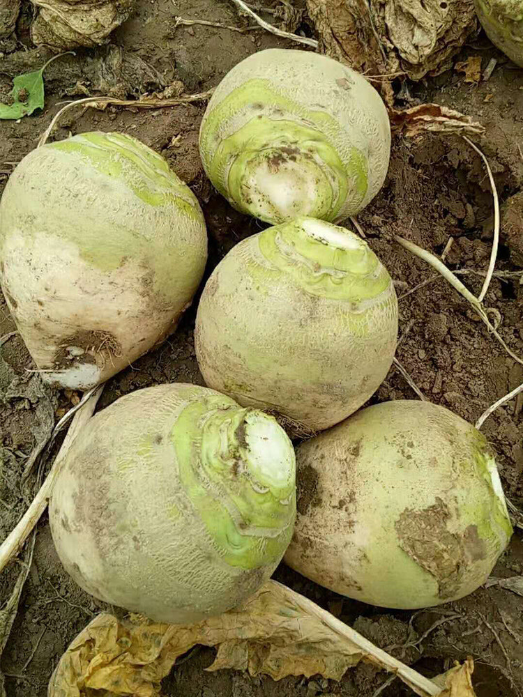 'Erdaomei' Root Mustard