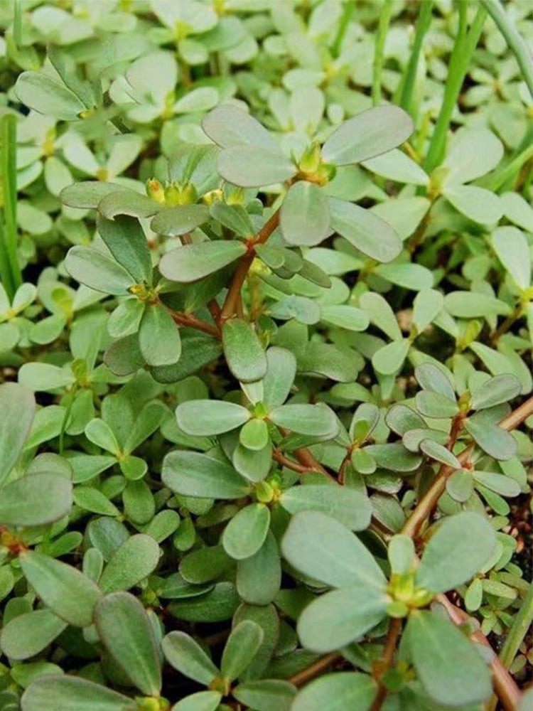 Dutch Purslane