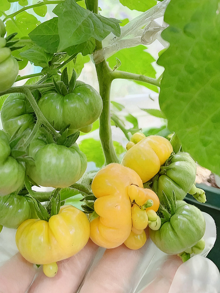 Dean's Chickie Cherry Tomato