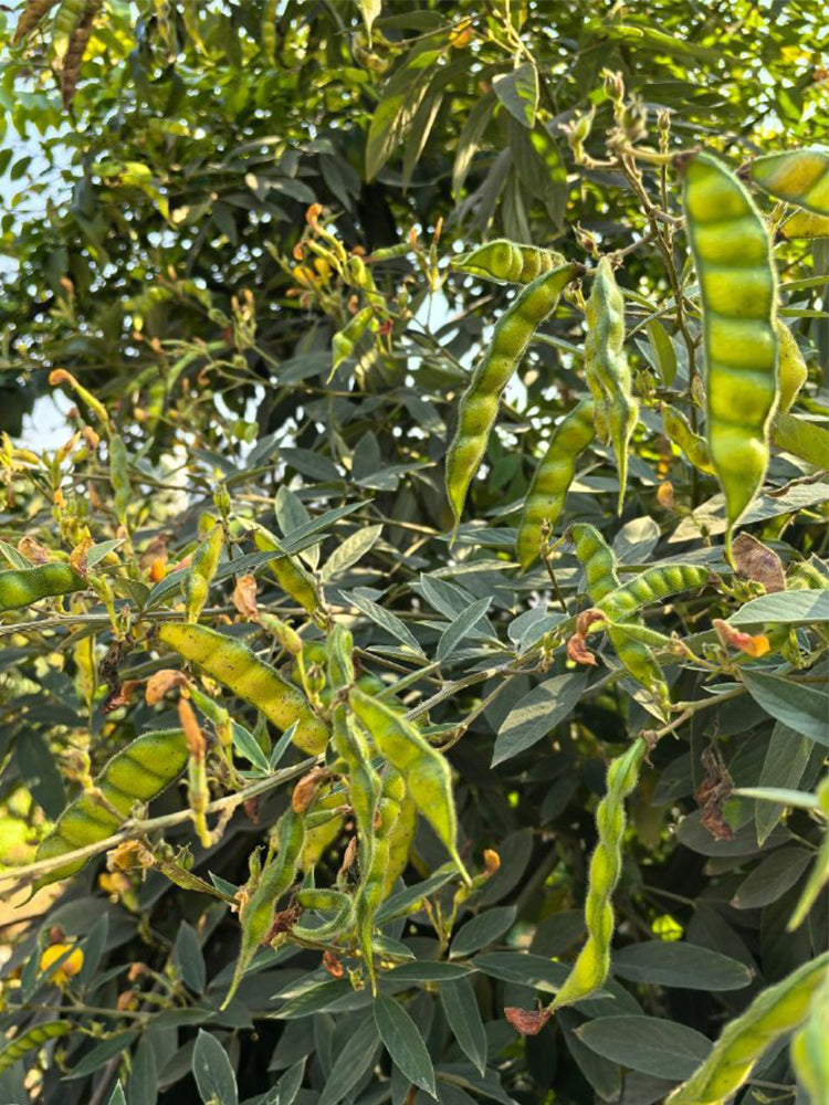 Pigeon Pea (Cajanus cajan (L.) Druce)