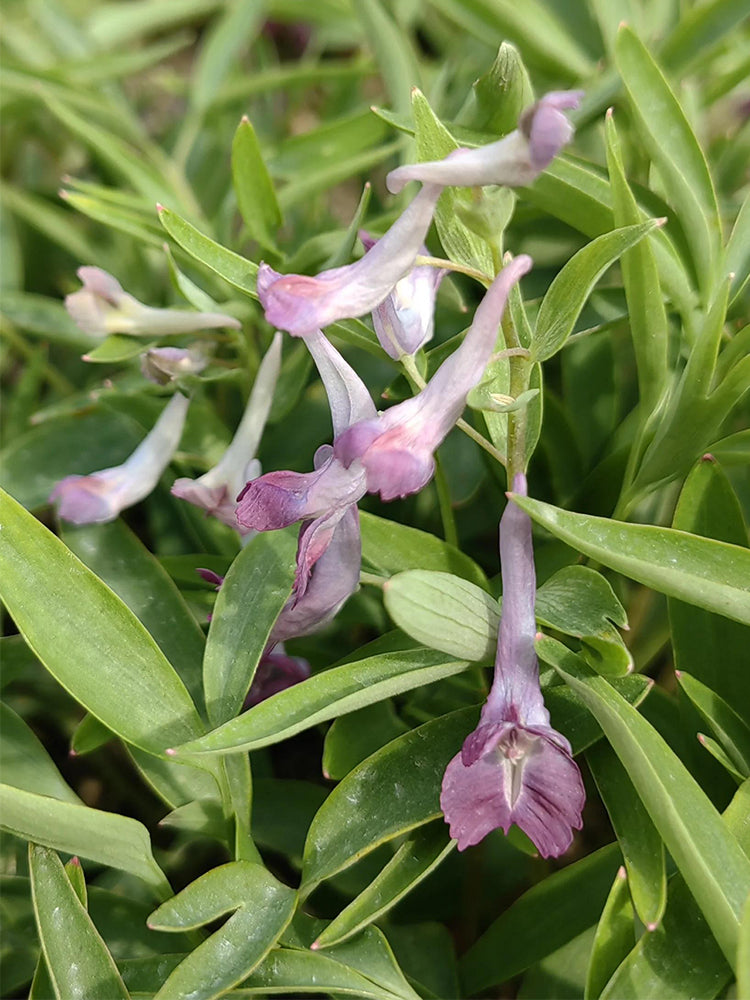 Yanhusuo (Corydalis yanhusuo)
