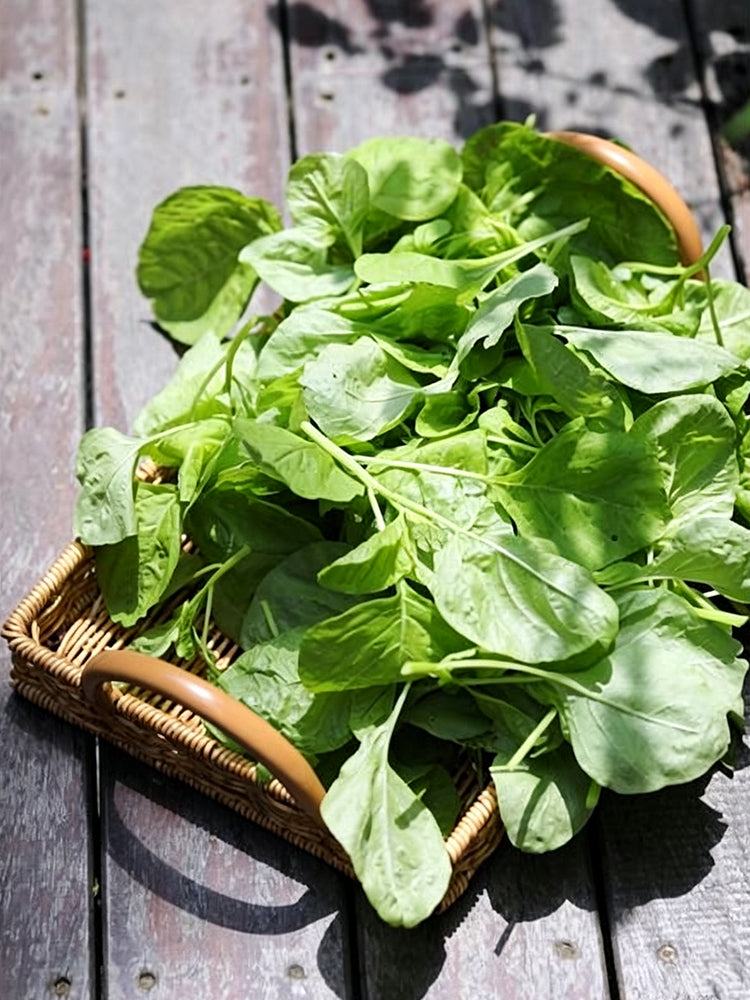 Green Round Leaf Amaranth