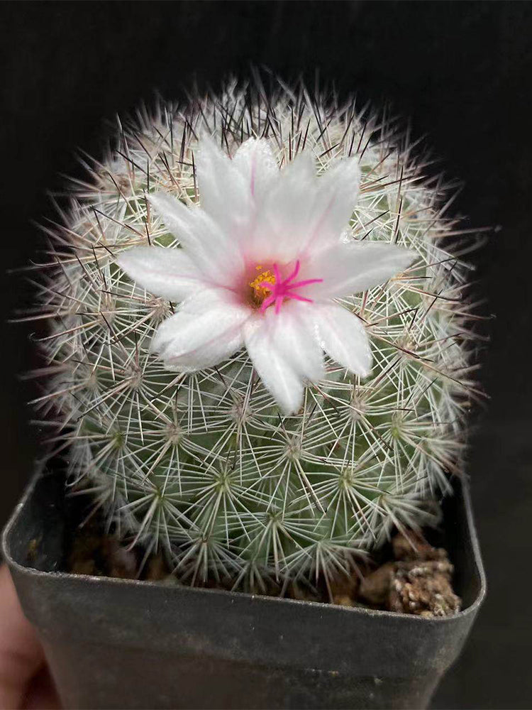 Mammillaria albicans