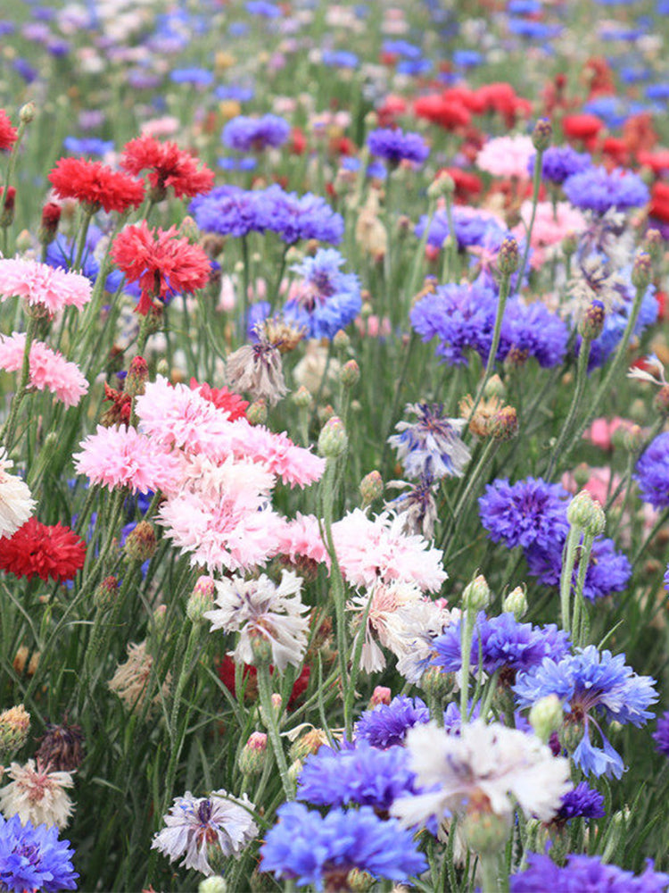 Hezhichun Mixed Color Cornflower
