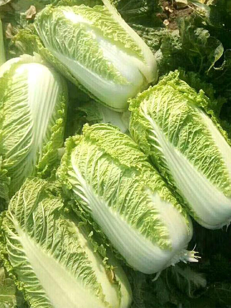 Beijing New No.3 Cabbage