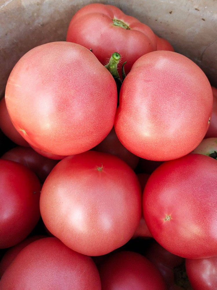 Jinpeng No.3 Tomato F1
