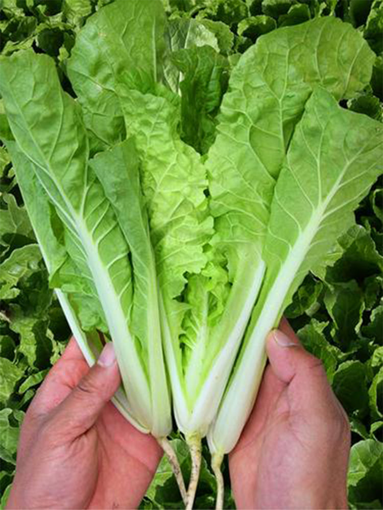 The Four Seasons of Chinese Cabbage