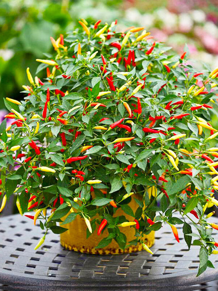 Colorful Chaotian Pepper