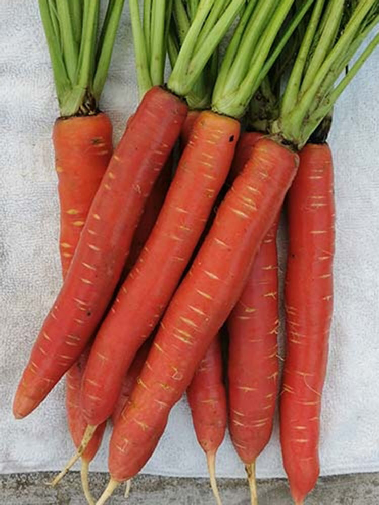 'Beauty Finger' Carrot