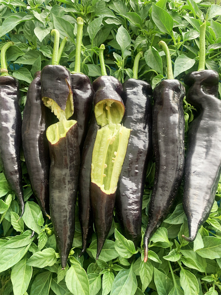 Purple Peppers (F1 Hybrid)