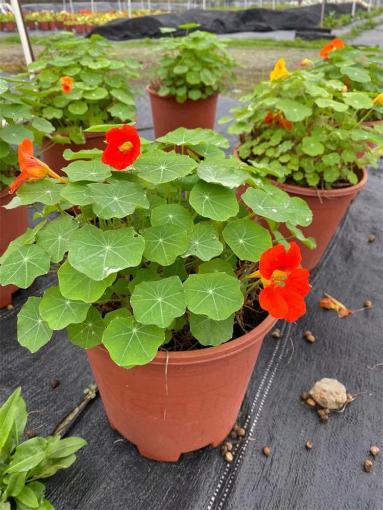 Hezhichun Red Nasturtium
