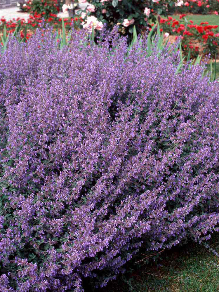 Mussin's Catmint
