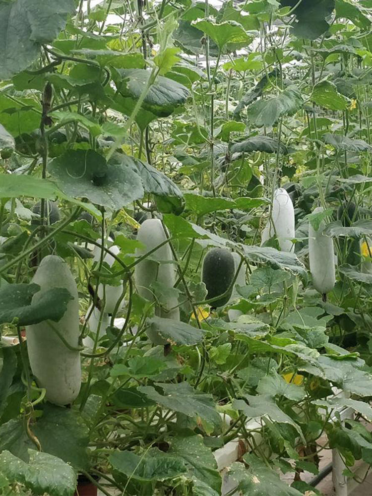 Taiwan Small Wax Gourds