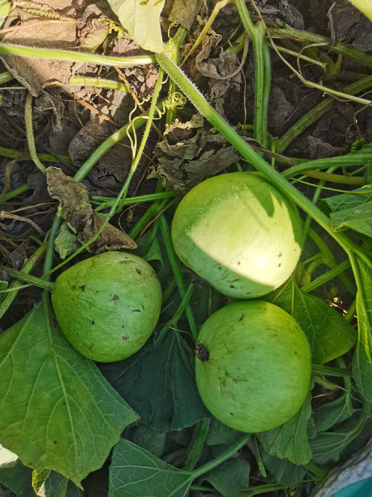 Apple-shaped Gourds