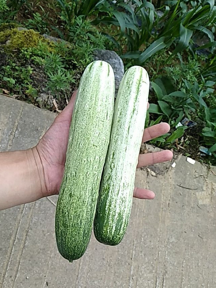 Yanbai No.7 White Cucumber