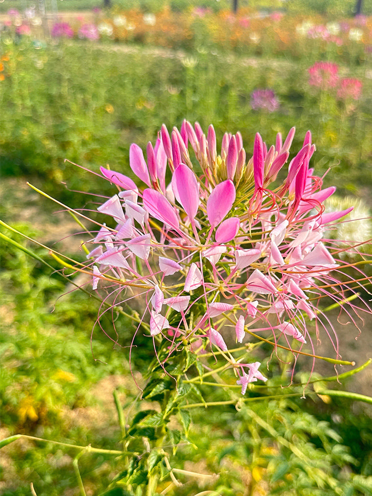 Pink Spider Flowers (Cleome houtteana)