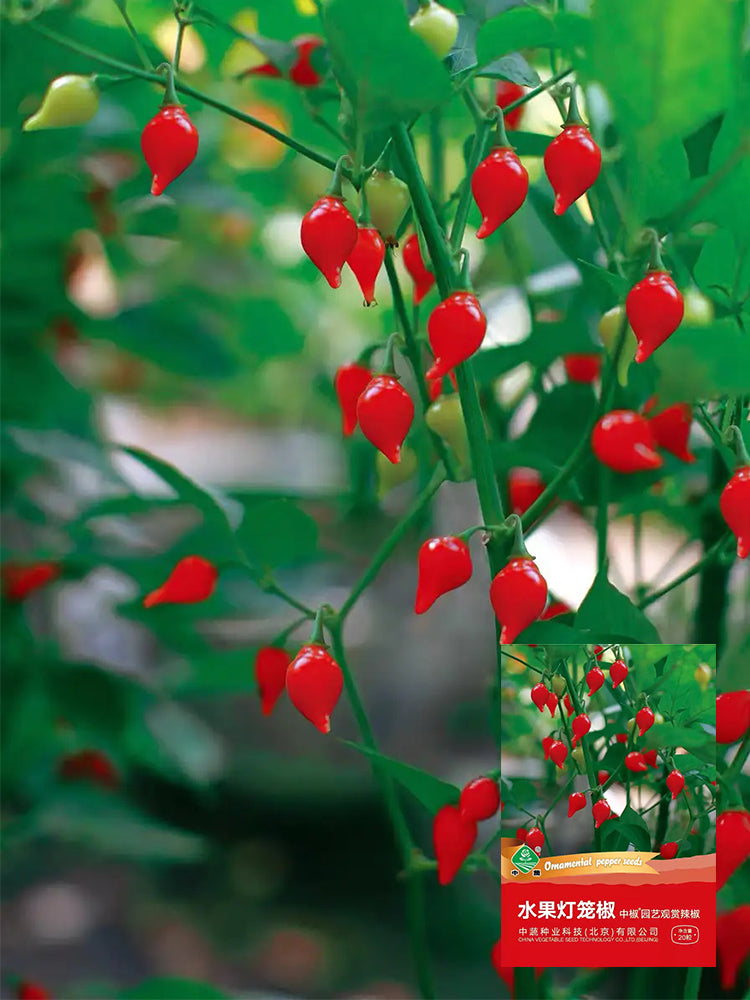 Fruit-flavored Lantern Peppers
