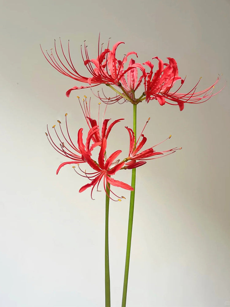 Blood Red Chunxiao Lycoris