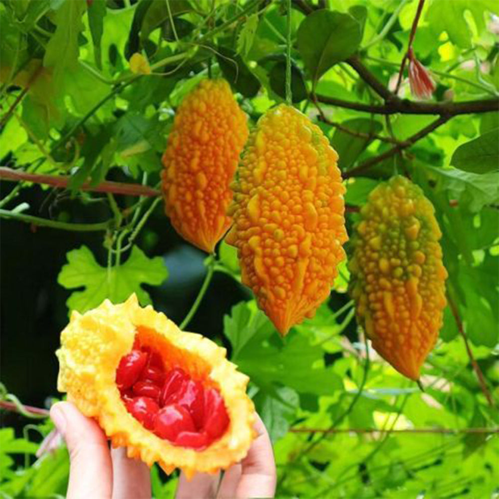 5 Bags (10 Seeds / Bag) Ripe Orange Bitter Melon Seeds, Sweet Ampalaya Bitter Gourds
