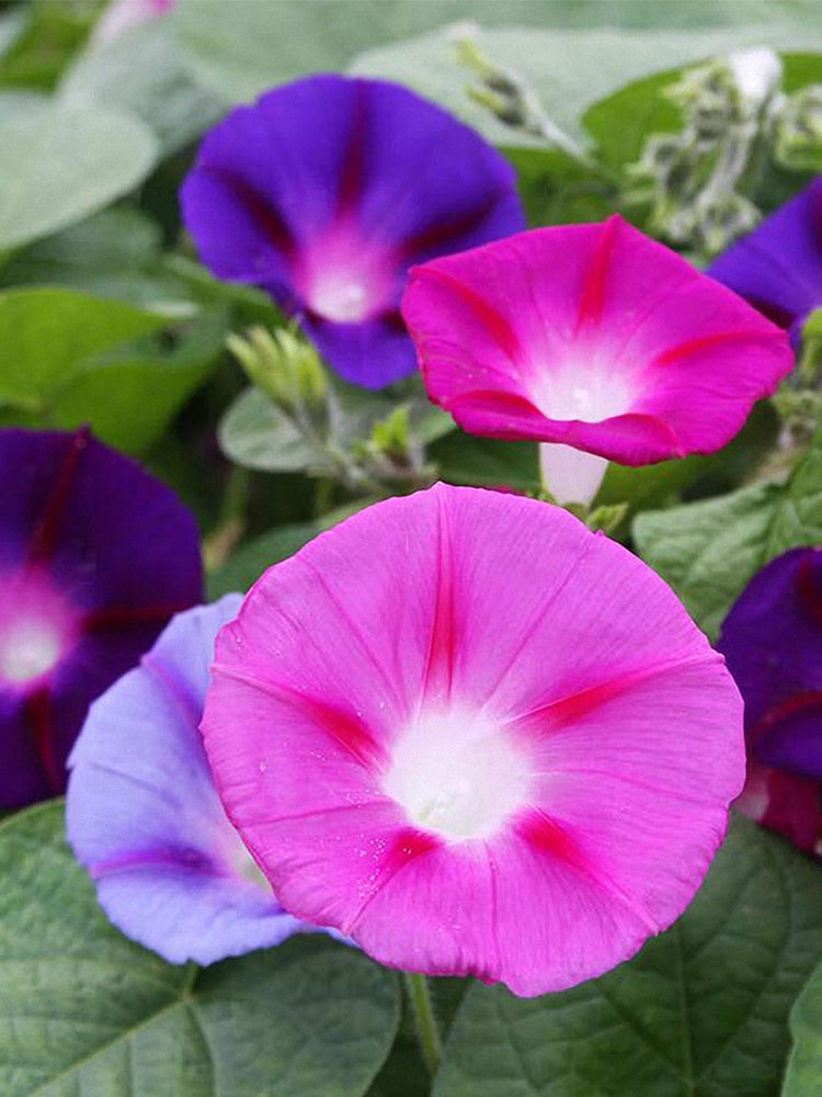 Mixed Color Morning Glory