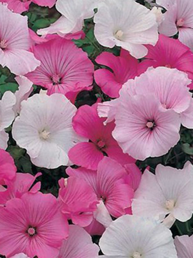 Flower Mallow (Lavatera trimestris)