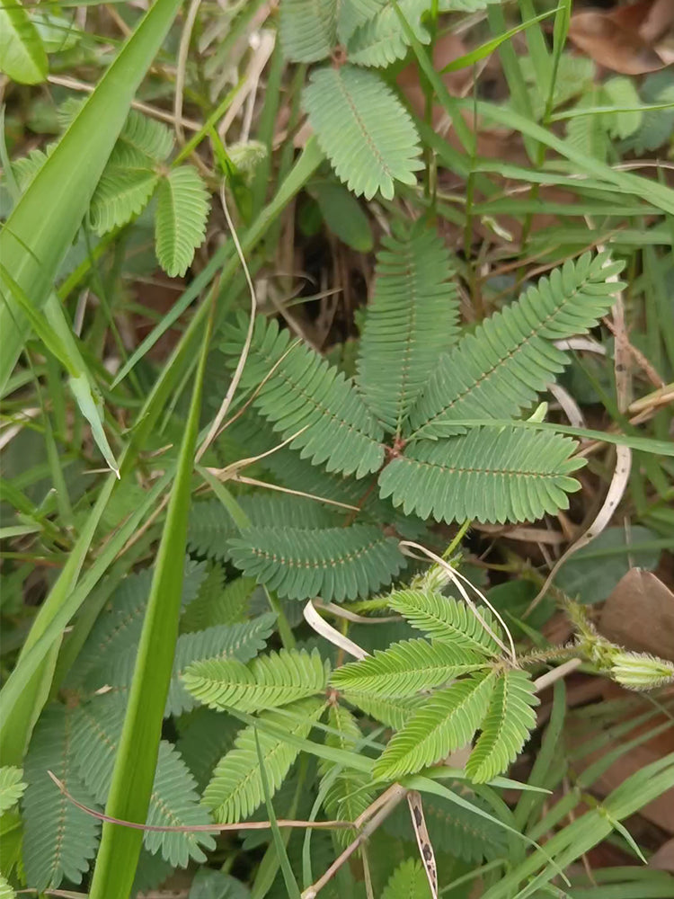 Sensitive Plant (Mimosa pudica L.)