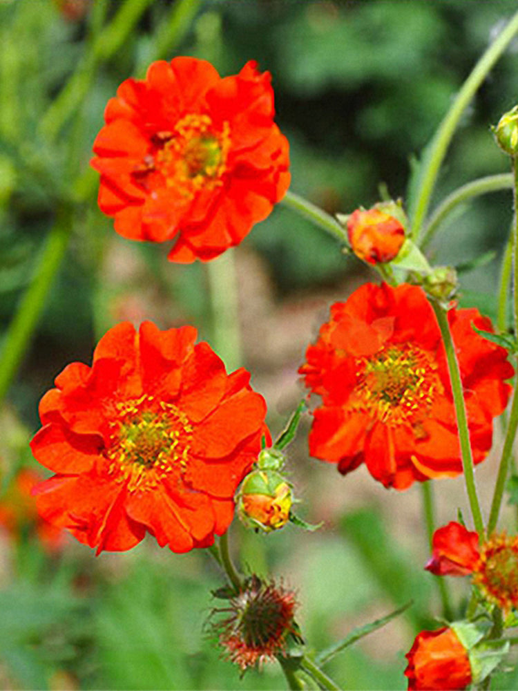 Crimson Ocean Avens (Geum coccineum)