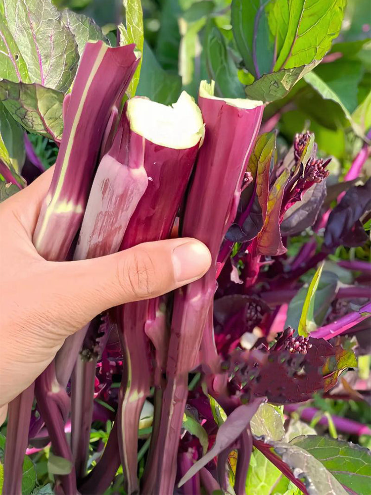 Xishuai Purple Stem Mustard