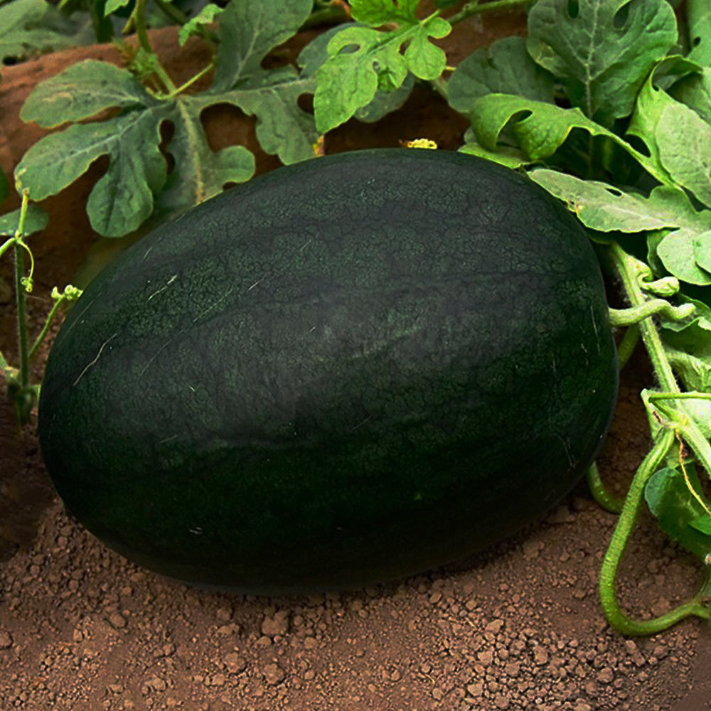 2 Bags (10g / Bag) of 'Black Tyrant' Super-sweet Watermelon Seeds