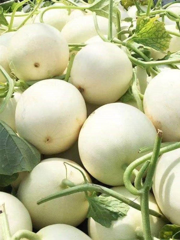 Haoyu Sweet Melons