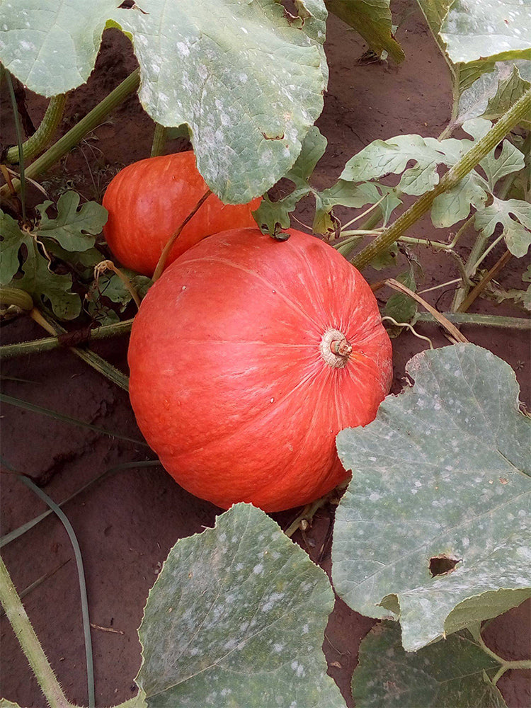 Golden No.2 Pumpkins
