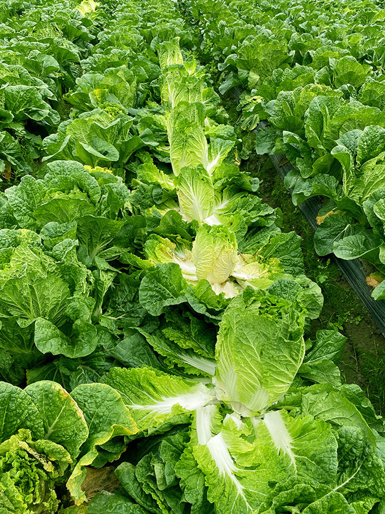 Maye Hot Pot Chinese Cabbage, Nutritious and Delicious