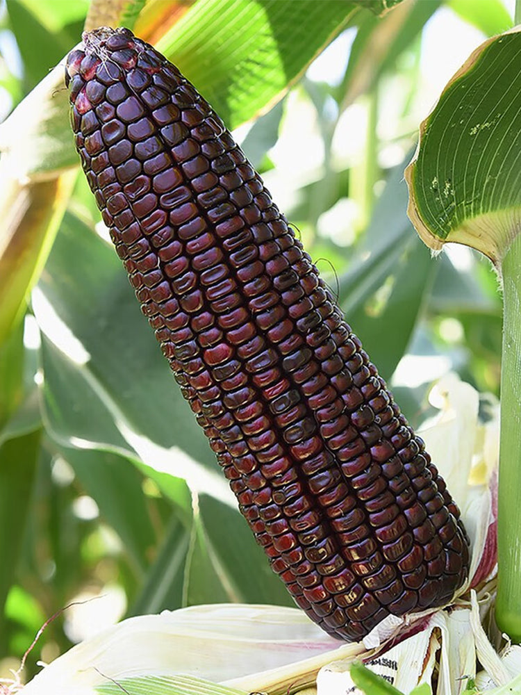 Black Sweet Waxy Corn No.7