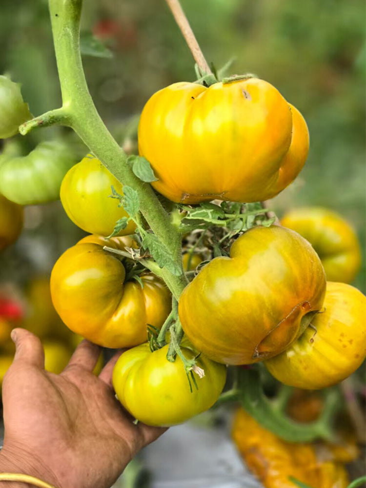 848 Amber Room Tomato