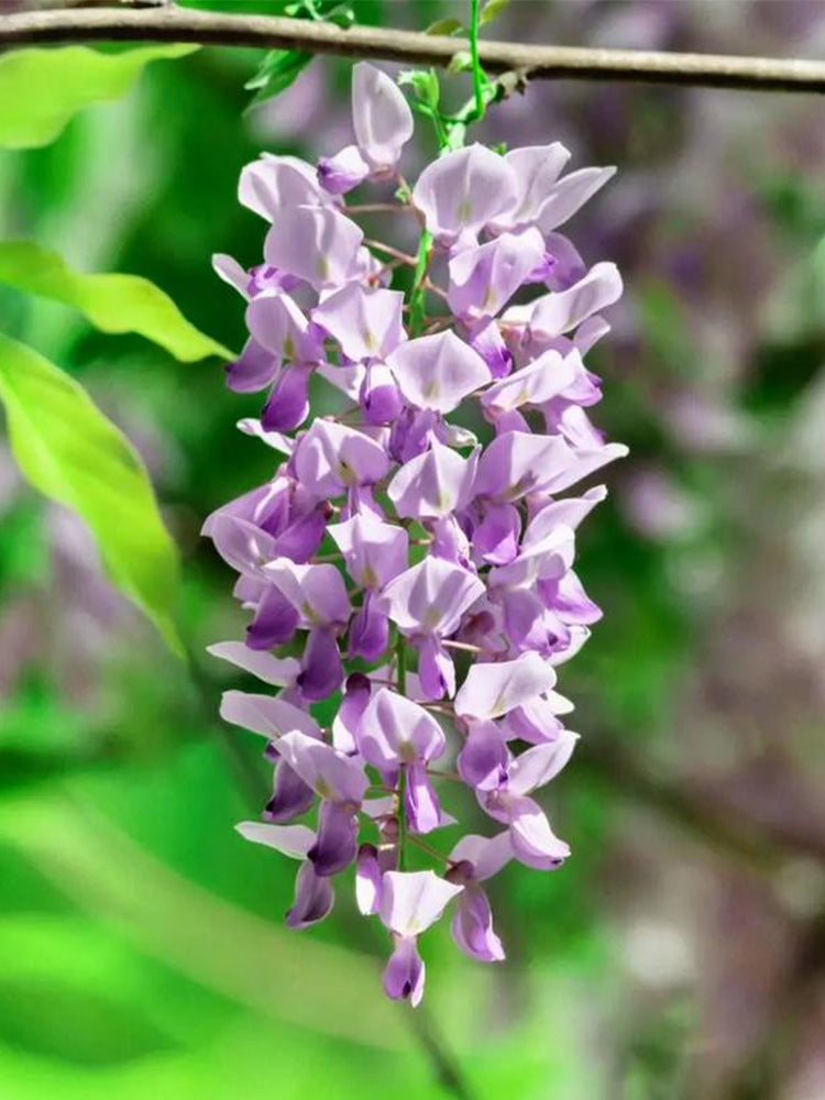 Chinese wisteria (Wisteria sinensis)