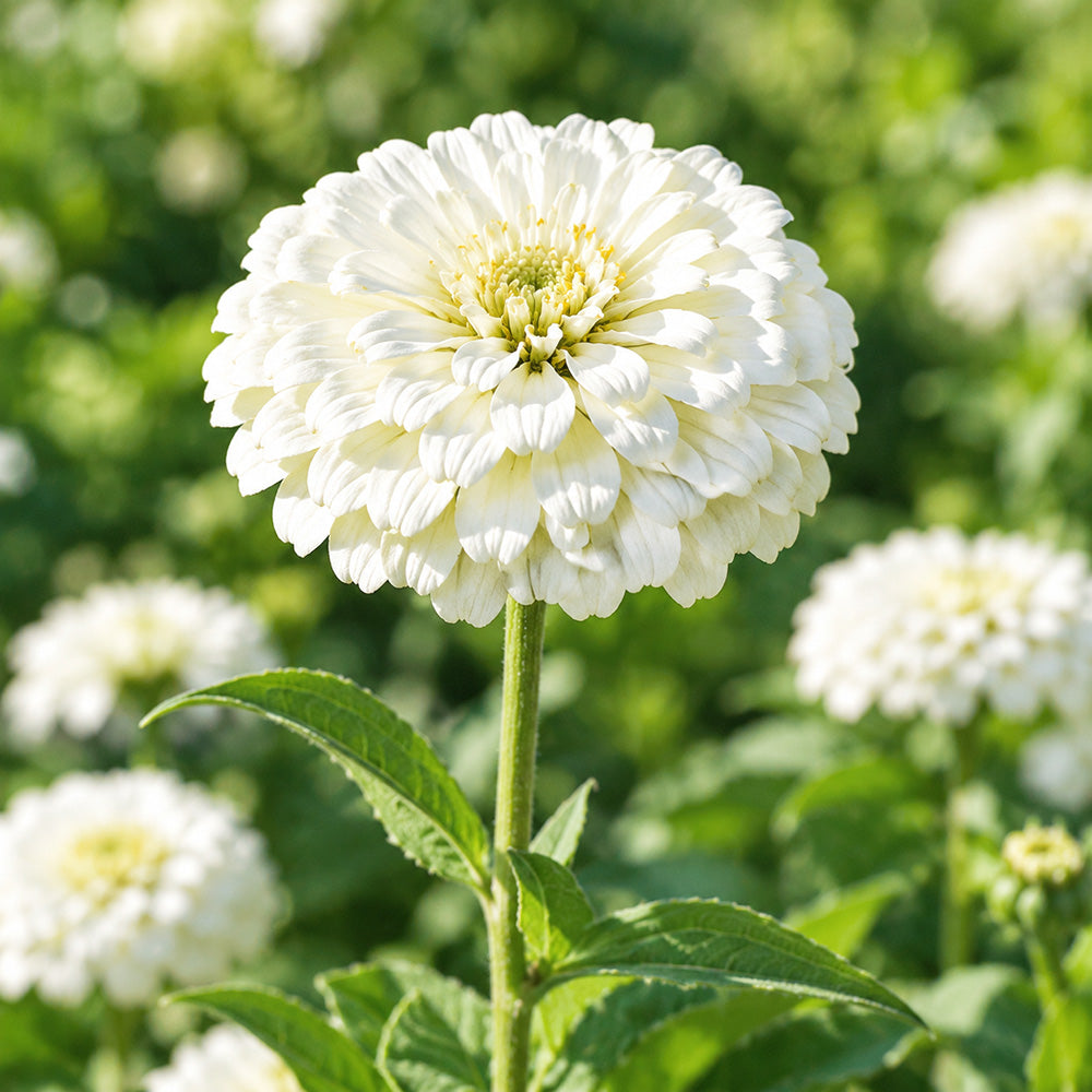 W1350 Large-Flowered White Zinnia