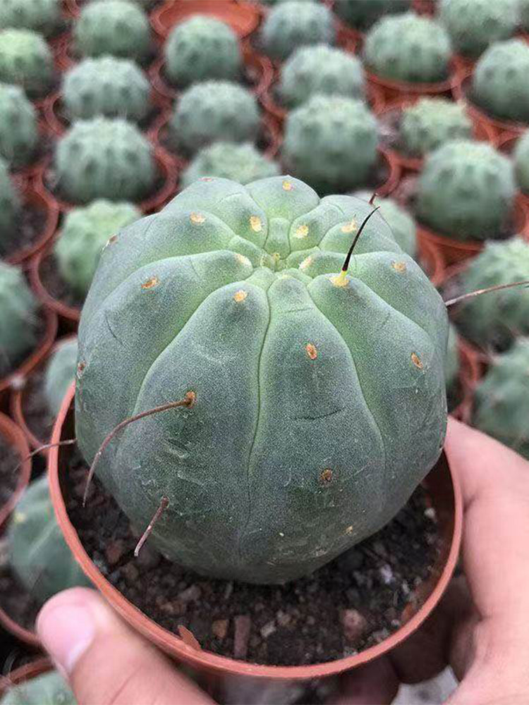 Matucana madisoniorum