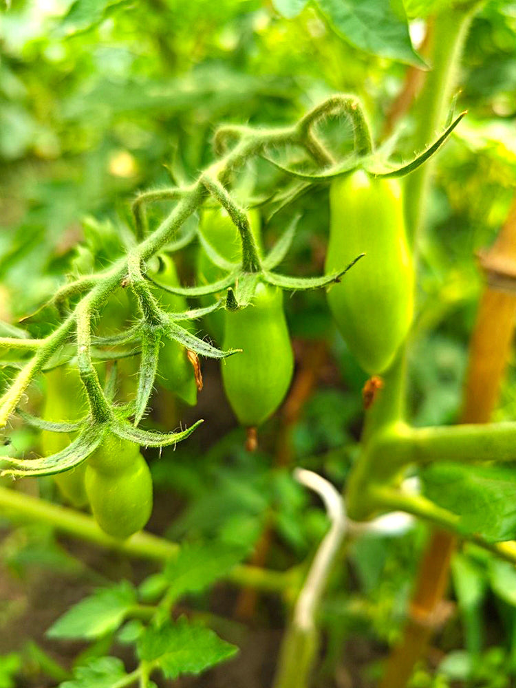 'Dancing Fingers' Tomatoes
