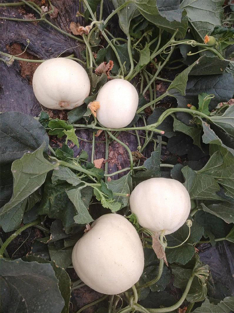 White Honey Jar Melon Hybrid
