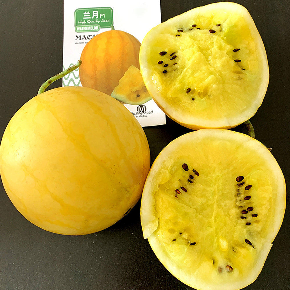 5 Bags (20 Seeds / Bag) of 'Golden Baby' Watermelon Seeds